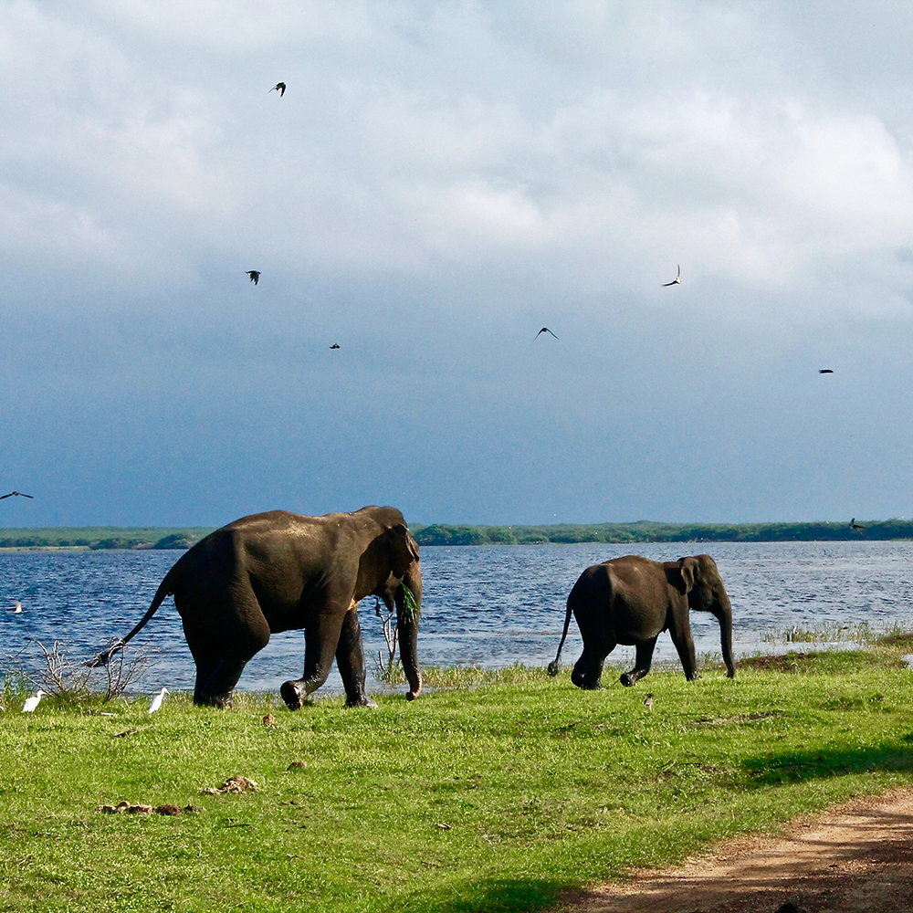 elephants-walking